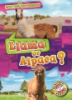 Llama_or_alpaca_