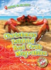 Christmas_Island_red_crab_migration