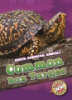 Common_box_turtles