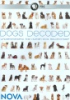 Dogs_decoded