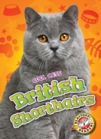 British_shorthairs