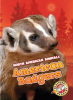 American_badgers