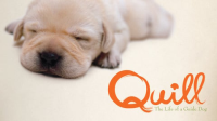 Quill__The_Life_of_A_Guide_Dog